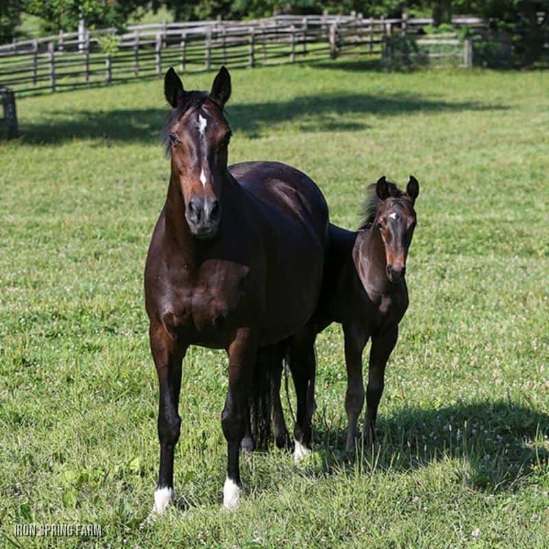 Persimmon ISF, Keur/Sport, by Contango, Preferent and her 2016 colt, Leo ISF, by Florianus II, Crown