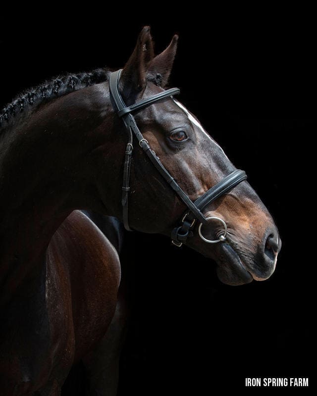PC: Stacy Lynne Equine Photography