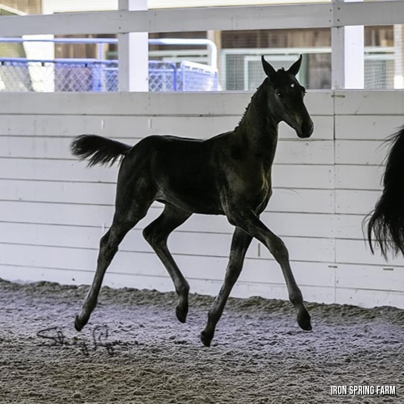 Sidney ISF, First Premium 2022 KWPN-NA Dressage colt, by Cum Laude