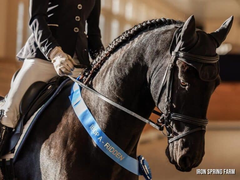 Warmblood and Friesian Stallions and Horses For Sale | Iron Spring Farm