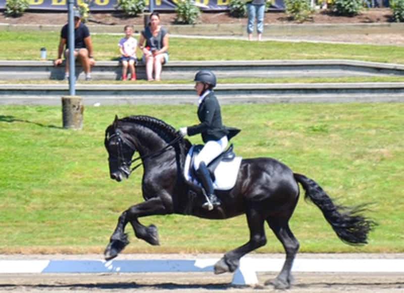 Arend Ut It Roekefjild, Sport by Heinse 354, Sport/Pref.
