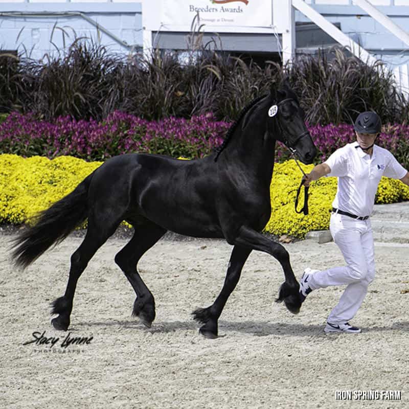 Grand Amour ISF, by Tjalbert 460