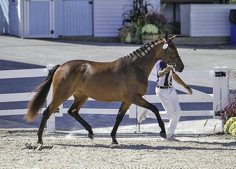 Margot ISF, Reserve Champion Filly by Sir Sinclair, Keur