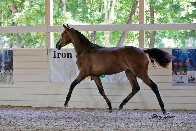 Nureyev ISF by Sir Sinclair, Keur