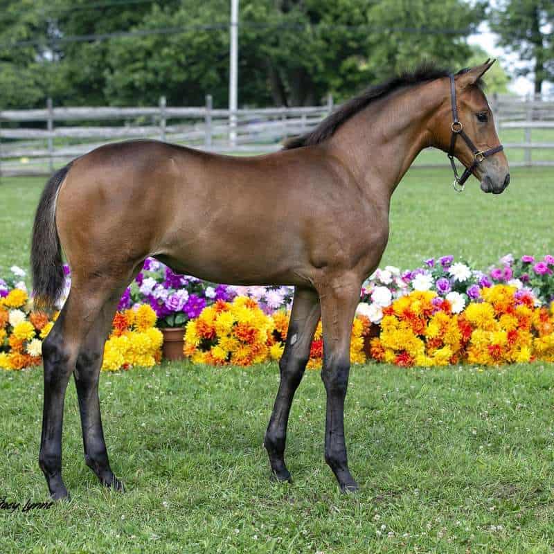Opal ISF by Sir Sinclair, Keur, out of Cayenne W.