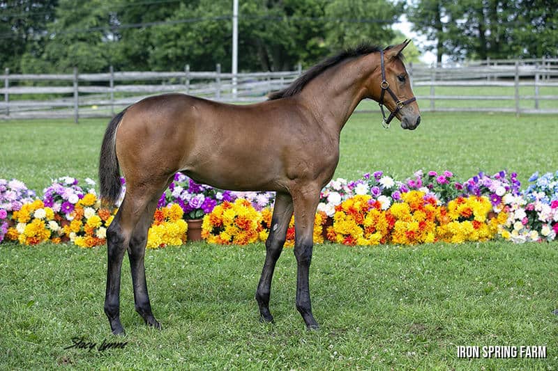 Opal ISF by Sir Sinclair, Keur