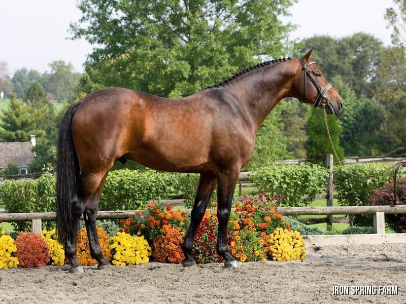 Sir Sinclair, Keur