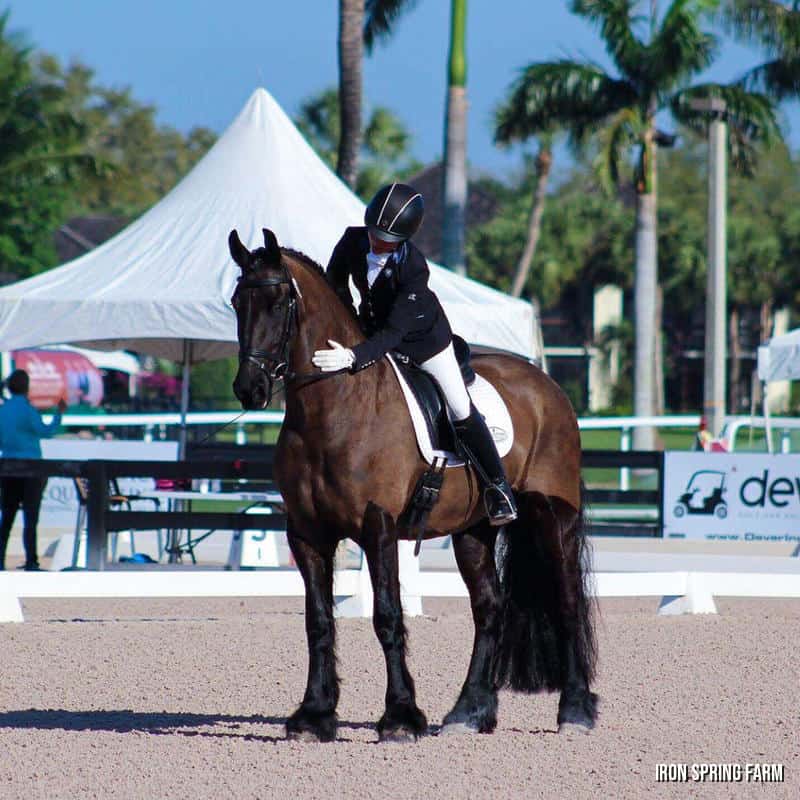 Zander ISF had OCD surgery in 2017 and has gone on to a promising career with his new owner.