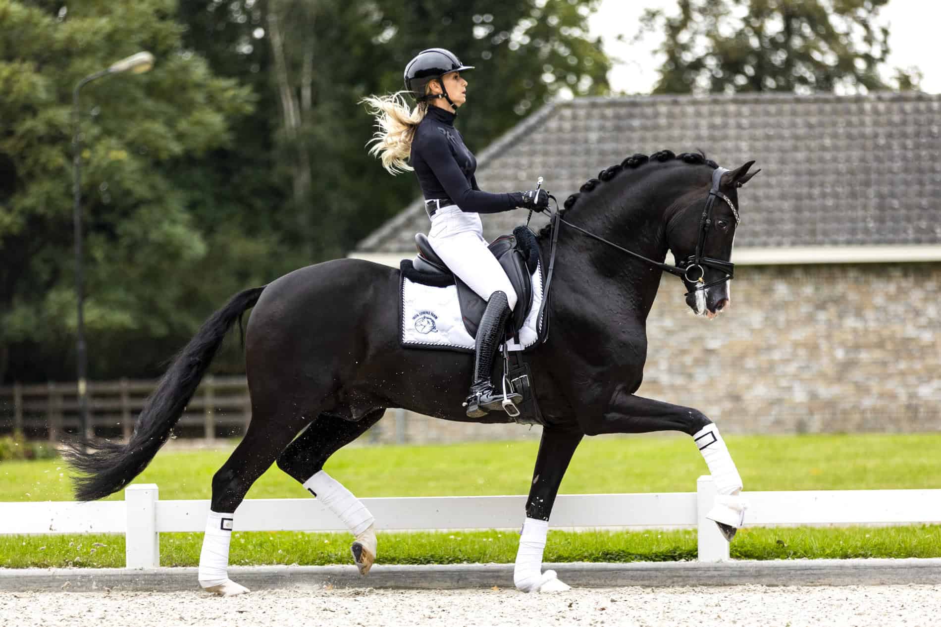 Kaiman - Warmblood Breeding Stallions | Iron Spring Farm