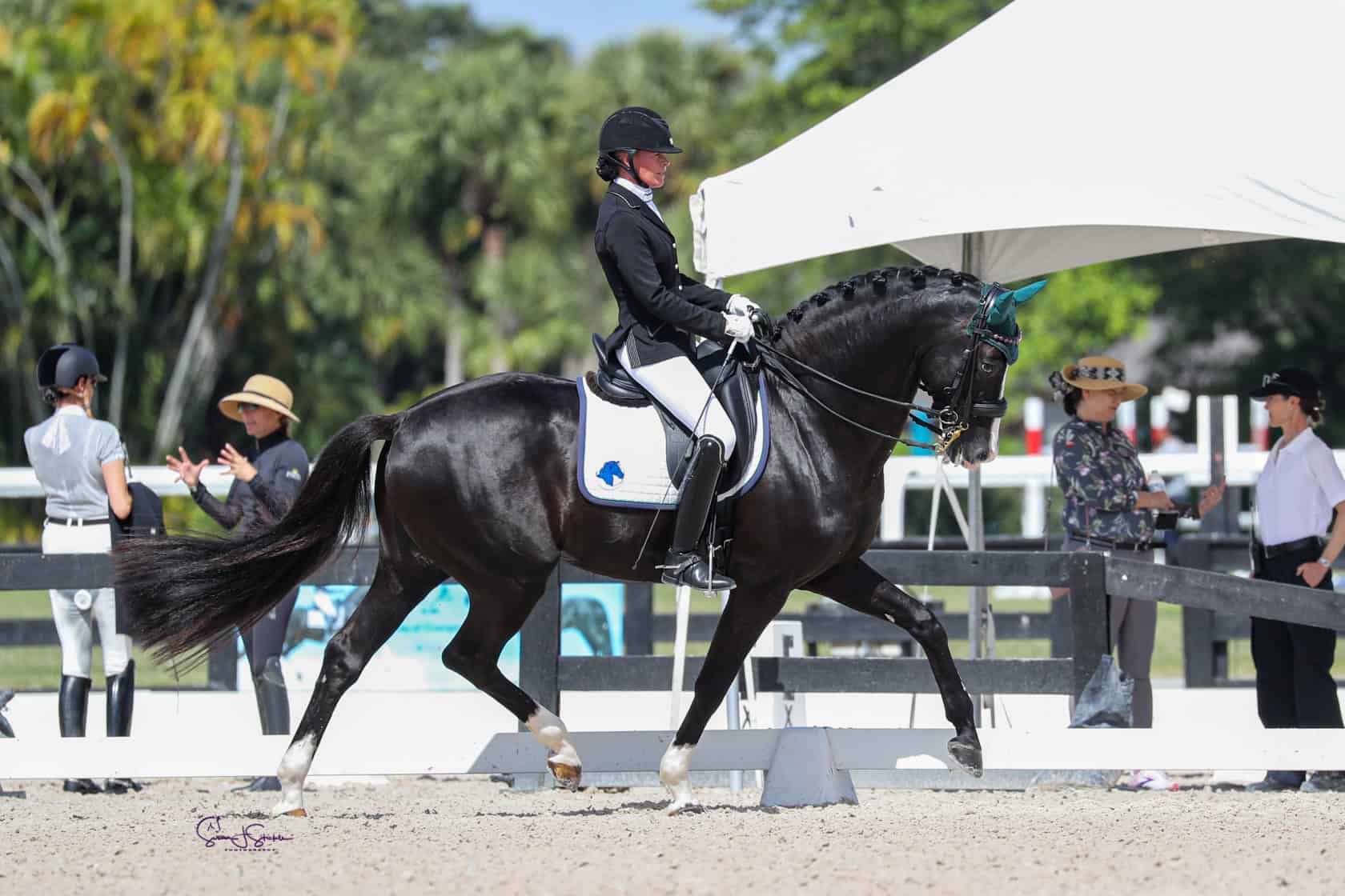 Kaiman - Warmblood Breeding Stallions | Iron Spring Farm