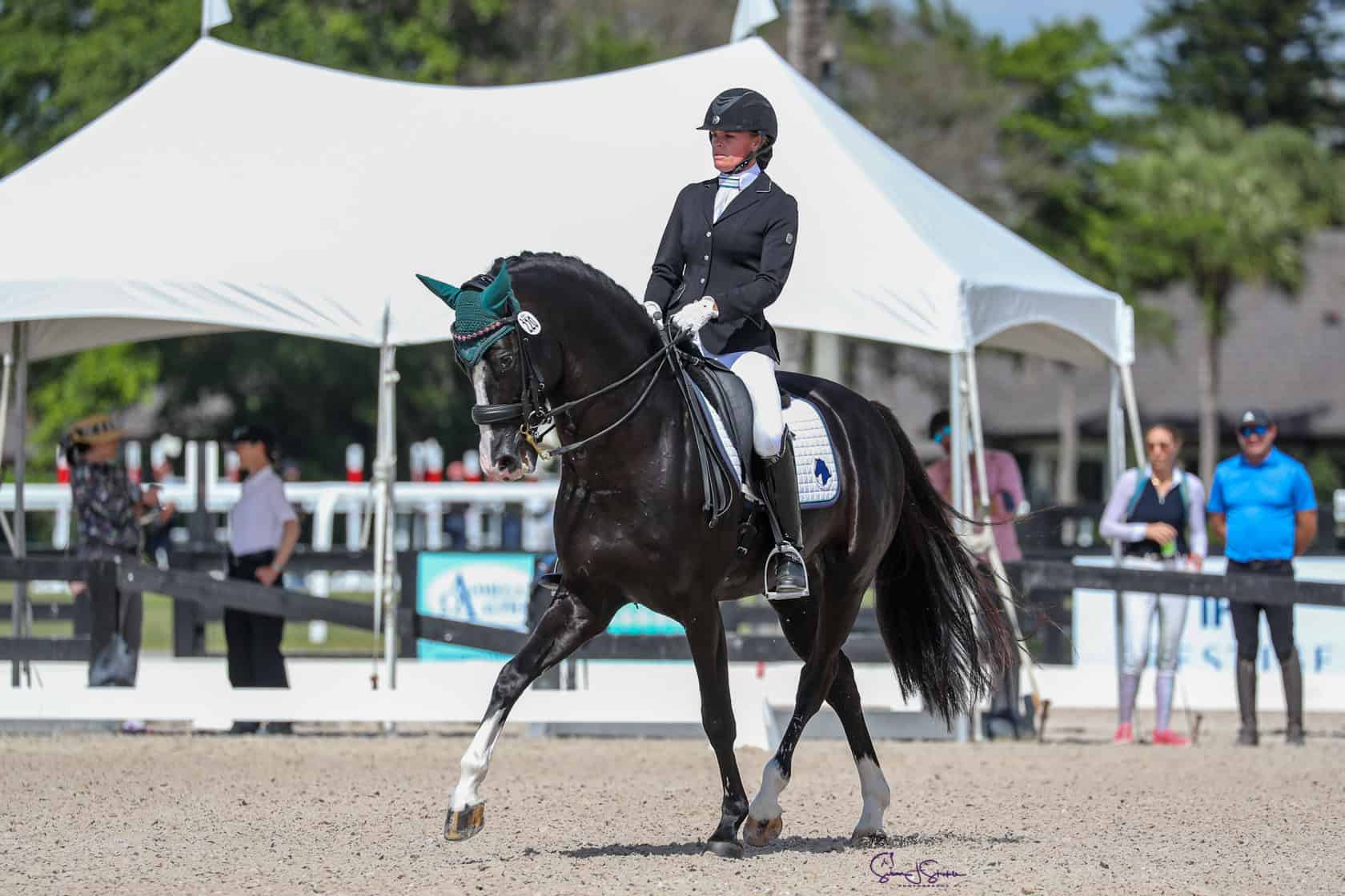 Kaiman - Warmblood Breeding Stallions | Iron Spring Farm