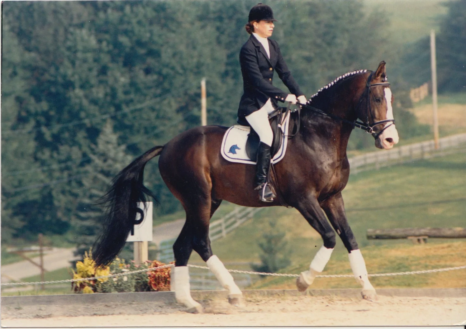 Consul - Warmblood Breeding Stallions | Iron Spring Farm