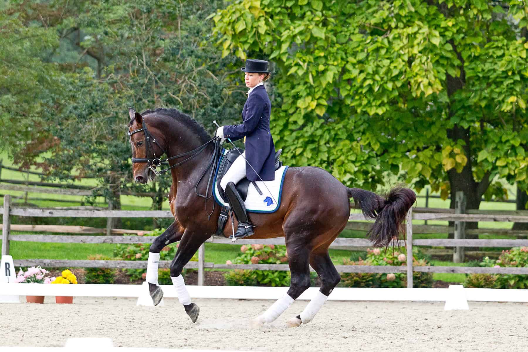 Florianus II - Warmblood Breeding Stallions | Iron Spring Farm