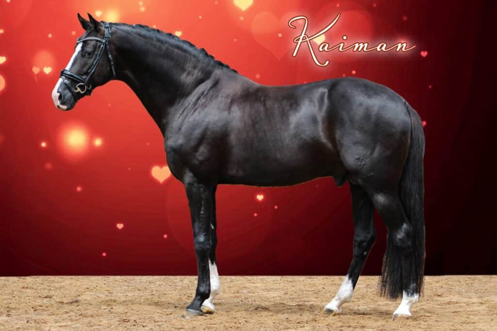 Warmblood and Friesian Stallions and Horses For Sale | Iron Spring Farm