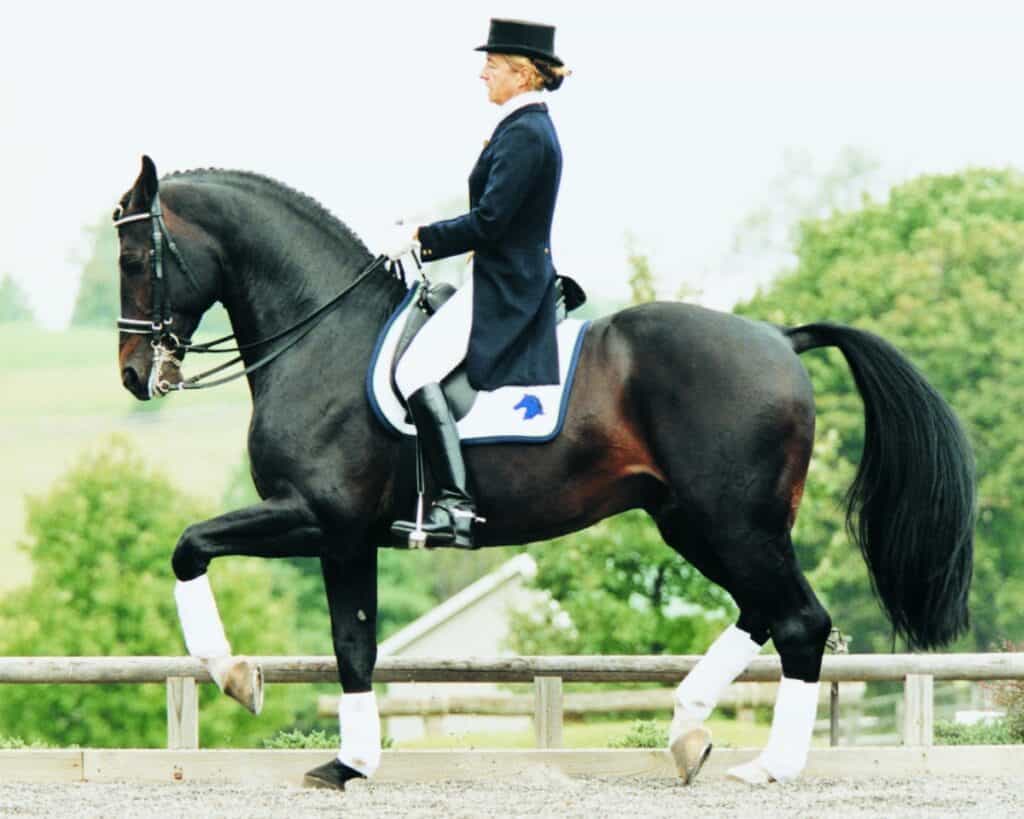 Mary Alice Malone on her stallion Contango demonstrating piaffe.