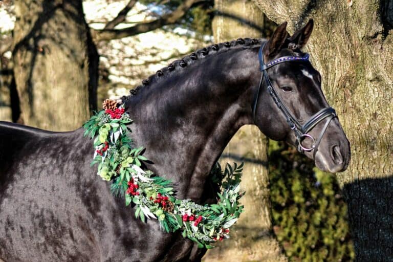 Warmblood and Friesian Stallions and Horses For Sale | Iron Spring Farm